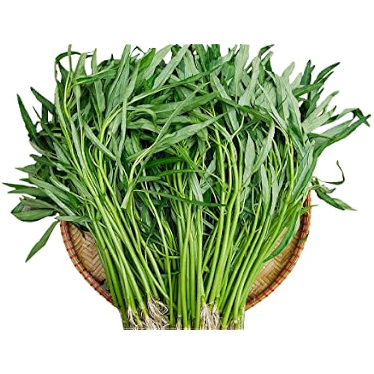 100 Seeds Kangkong Seeds - Rau Muong, Ong Choy, Water Convolvulus- Chinese Convolvulus