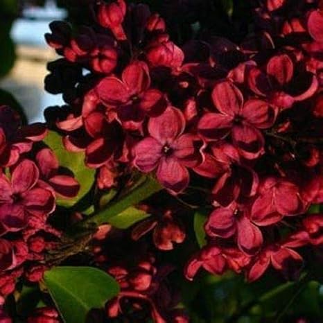 50 Red Lilac Seeds Bloom Perennial Flowers Fragrant Seed Flower Shrub Bush