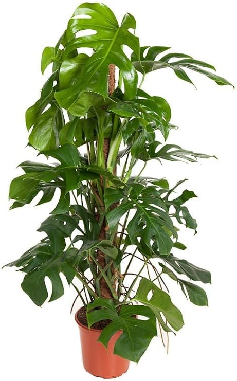 Monstera Deliciosa on Moss Stick Pot Diameter 24 cm Height 120 cm Delicious Window Leaf Large Indoor Plant