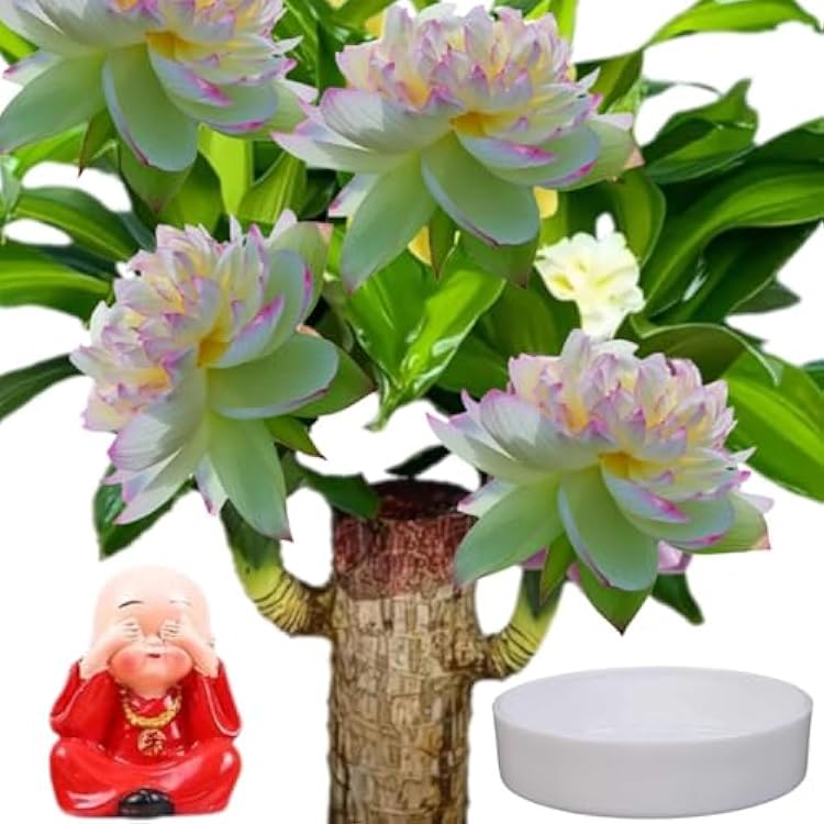 Brazilian Wood,Brazilian Lucky Wood Plant,Mini Sculpture Art,Suitable for Home, Outdoor, Office, Kitchen, Bedroom, Garden Decoration red