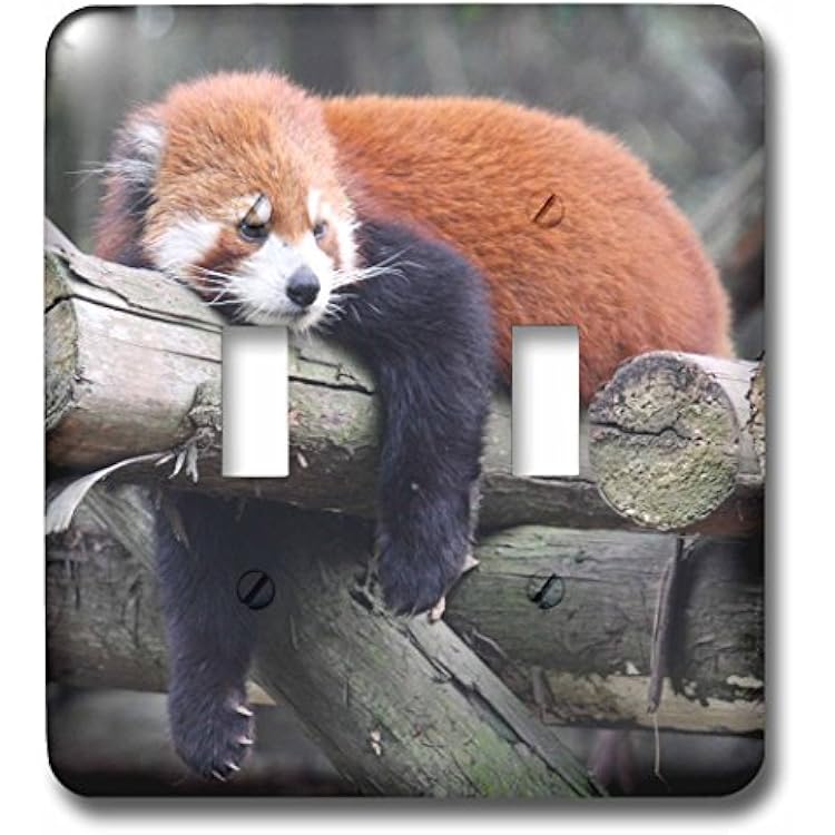 3dRose Albom Design Animals - Adorable Red Panda, Sichuan Province, China - double toggle switch lsp_100288_2