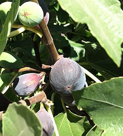 Black Mission Fig Tree Tree, Shipped in Soil Throughout The Winter, Five Gallon Container