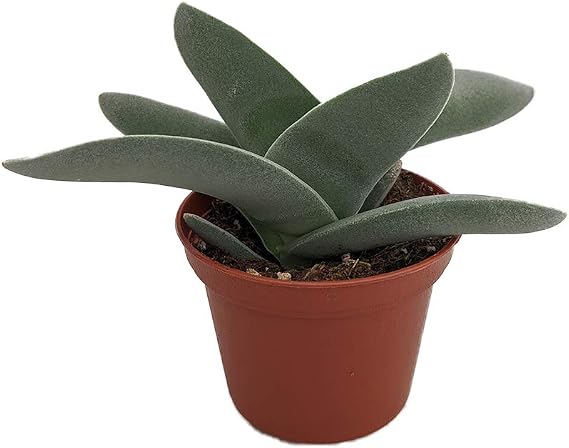 Propeller Plant - Crassula falcata - 2.5" Pot -
