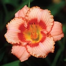 3 Daylily Bulbs for Planting, Daylilies Bulbs Annual Flower Plant Bulb