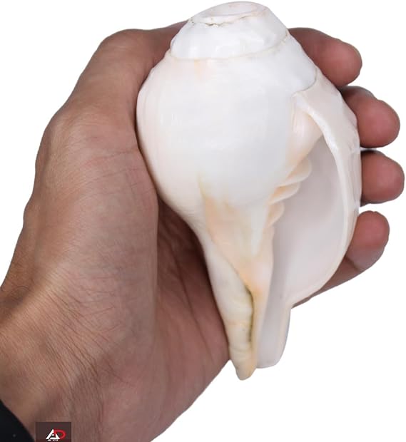 Original Blowing Shankh (VAMAVARTI BAJNEWALA) Conch Shells 4"inch - Loud & Big Vamavarti Dattatreya Blowing Shankh (White) | Genuine Shankha For Puja Ritual Shankhnaad Plain Pooja Shankh
