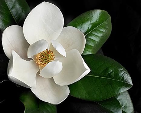 Magnolia grandiflora - Southern Magnolia Tree in Small Pot - Starter Plant/Plugs