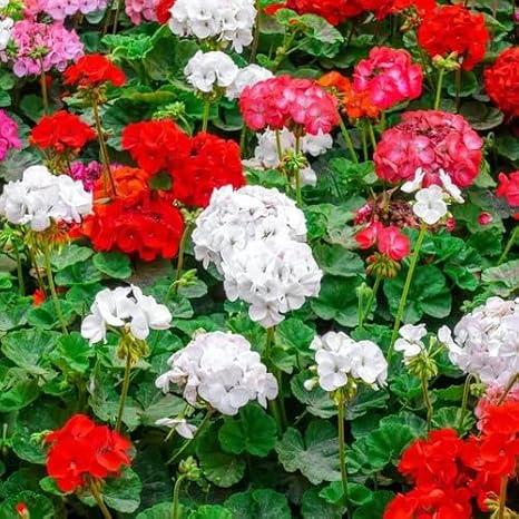 100pcs Mixed Geranium Pelargonium Flower Seeds