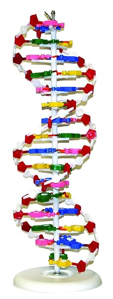 VADNA1 DNA Model(25 x 8 inches) | Mounted on Rotatable, Circular Stand | Made of Durable and Colorful PVC | Phosphate can be Removed