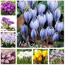 Mixed : 80 Pcs Many Varieties Saffron Seeds Saffron Flower Seeds Saffron Crocus Seeds It is Not The Saffron Seeds DIY Home Garden