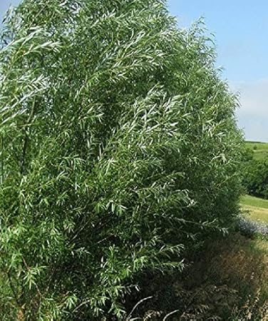 24 Jumbo Hybrid Willow Tree Cuttings - Approx 10 inches Tall, 5/8 in- 1+ Inch Thick Root Stock - Fast Privacy Shade Trees - Easy to Grow