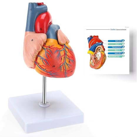 RONTEN Human Heart Model, Heart Model, 2-Part Life Size Anatomically Accurate Numbered Heart Medical Model, Held Together with Magnets on Base
