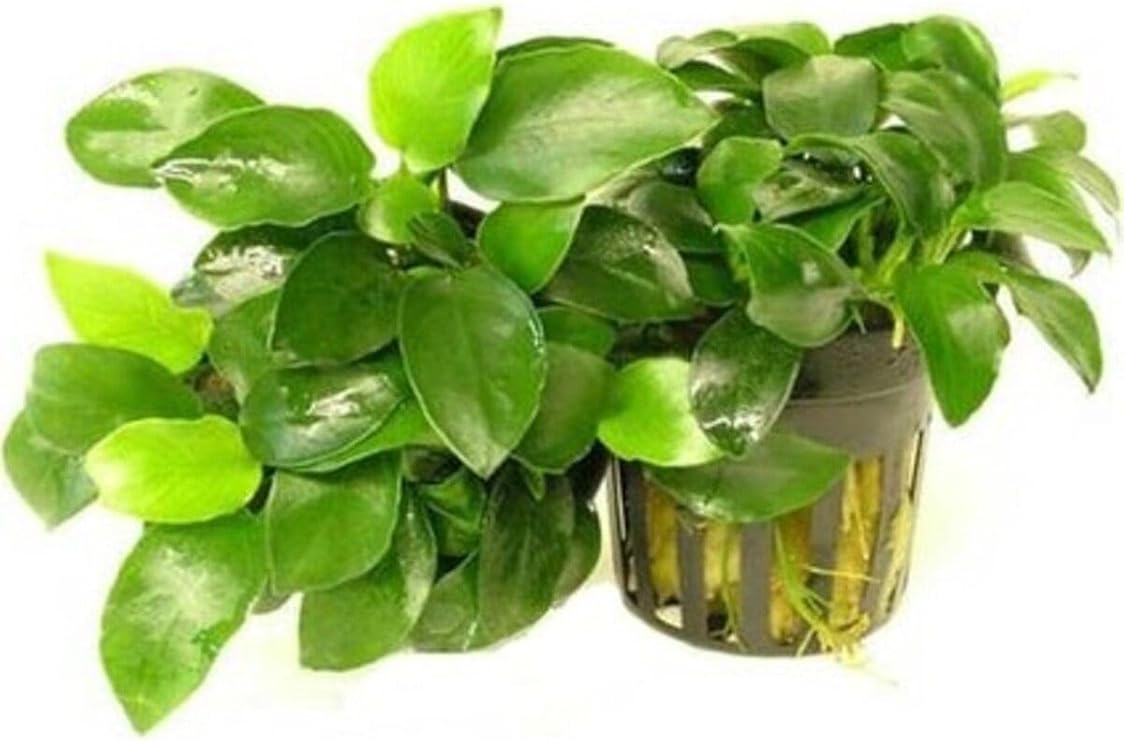 Anubias Nana 5-6 Yapraklı Canlı Bitki