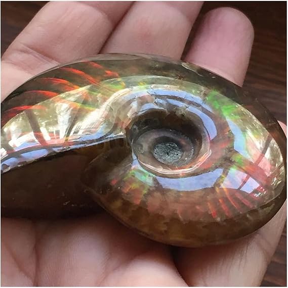 PEKMAR Crystal Madagascar Natural Iridescent Ammonite Ammolite Facet Specimen Stone Conch Paleontological Snail Collectibles (Size : 40-50mm)