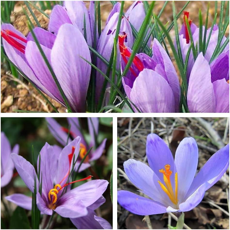Humphreys Garden Crocus Autumn Sativus x 10 Bulbs Size 7 up