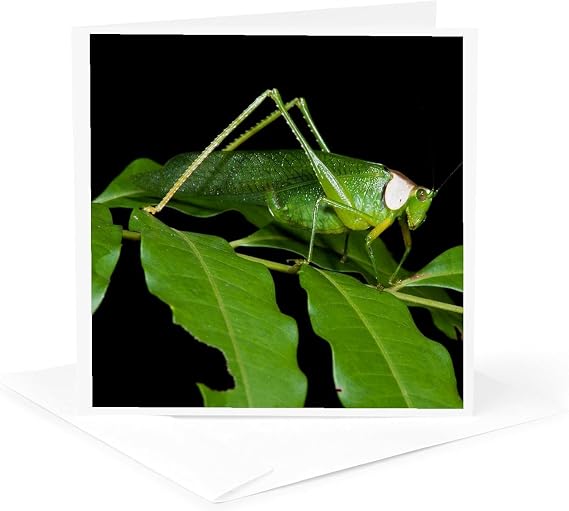 3dRose Collared Katydid, Euceraia, Yasuni, Amazon Rainforest, Ecuador. 1 Greeting Card with envelope