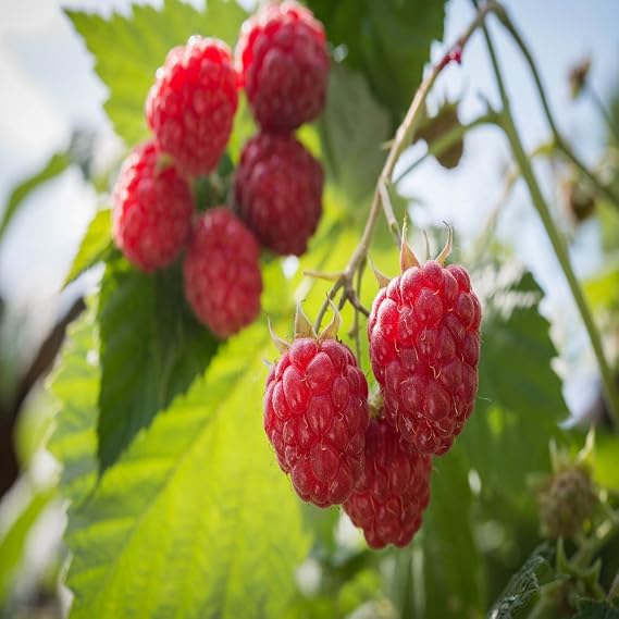 Nova Raspberry - 2 Red Raspberry Plants - Everbearing - Organic Grown -