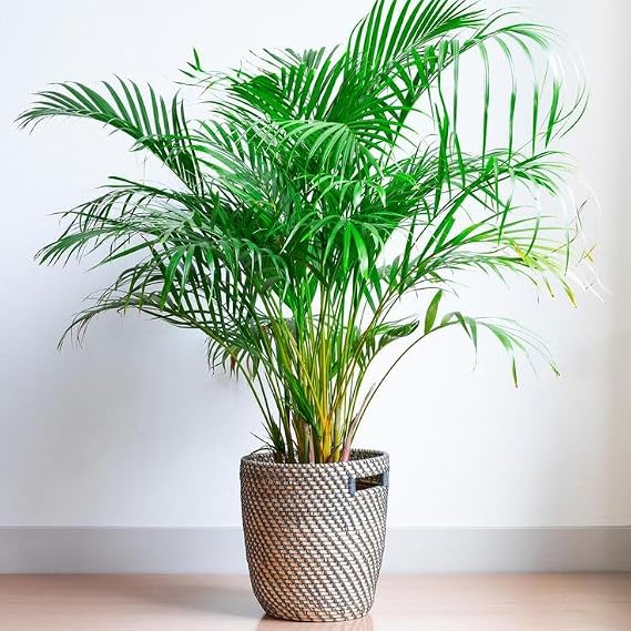 Seeds Parlor Palm (Chamaedorea elegans) Perennial Tree