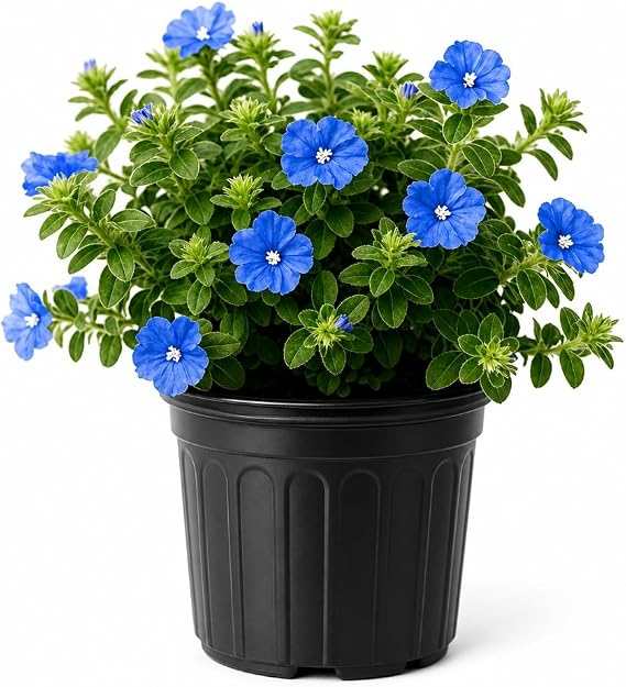 Blue Daze | 1 Large Trade Gallon Size Plant | Evolvulus Glomerata | Ground Cover, Heat Tolerant, Drought Tolerant, Low Maintenance, Full Sun, Perennial Blooms, Garden Border, Summer Flowers, Easy Care
