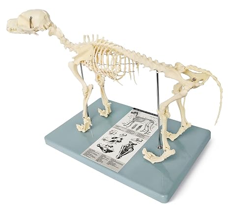 Medical Anatomical Canine (Dog) Skeleton Model, Small Size