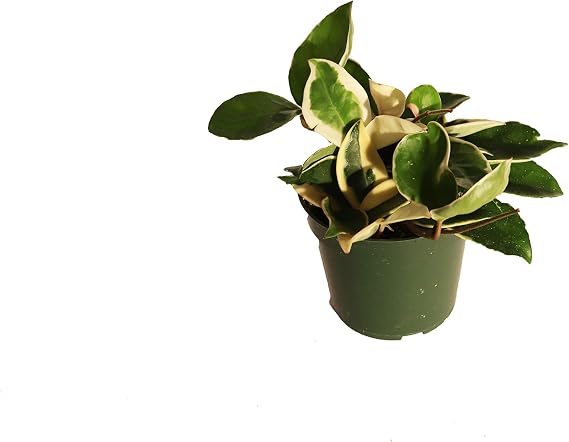 (Rare) Hoya Tricolor - 4" from California Tropicals