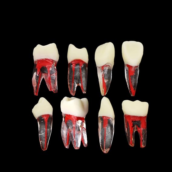 8Pcs Teeth Root Canal Model Endodontic File RCT Practice Pulp for Teaching Study