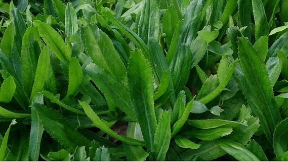4000 Seeds CULANTRO Herb Seeds/Ngo GAI (mui tau) Vietnamese Thai Parsley/Recao