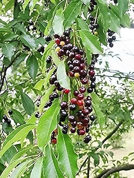 30 BLACK CHERRY Fruit Tree Prunus Serotina Fragrant White Flowers Seeds