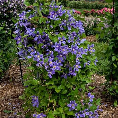 Votaniki Clematis 'Rain Dance' (Bush Clematis) #1 Size Root for Planting Perennial Non-Climbing Clematis Flowers for Summer Gardens | Easy to Grow (1 Pack)