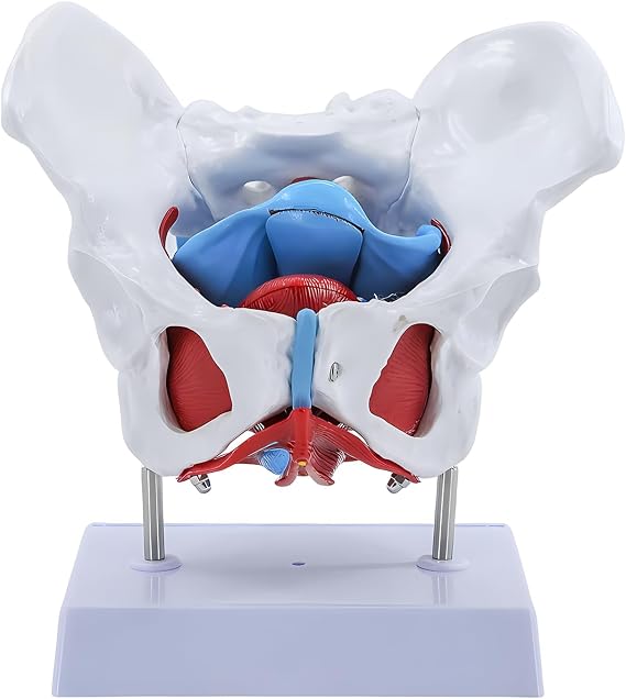 Female Pelvis Model, Pelvic Floor Anatomy Model with 4 Removable Parts, Pelvic Floor Muscles and Reproductive Organs, Life Size Medical Educational Training Aid