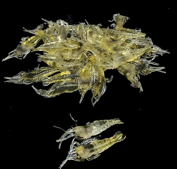 10 Pieces Artificial Lures for Grass Shrimp 4cm Soft Shrimp Lures Fishing Tackle Cost Effective Practical Soft Lures Baits and Attractants