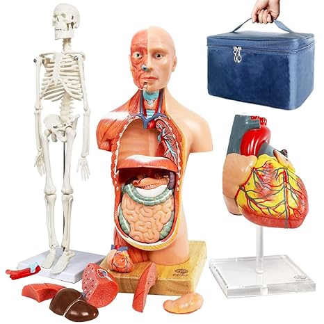 Human Body, Skeleton and Heart Models-Best Anatomy Model Bundle Set of 3 | EVOTECH SCIENTIFIC Hands-on 3D Model Study Tools for Medical Student Teacher