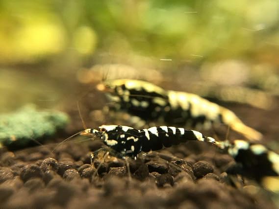5 Black Galaxy Freshwater Aquarium Shrimps 1/4 to 1/2 inch Long.