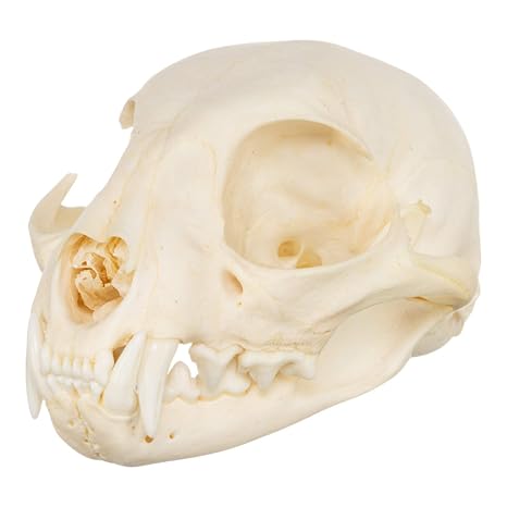 Skulls Unlimited Real Bobcat Skull Model Animals Specimen for Science Education A Quality