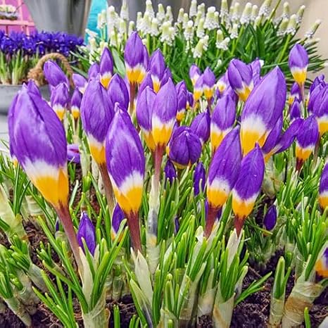 Tricolor Crocus Bulbs for Planting (5 Bulbs)