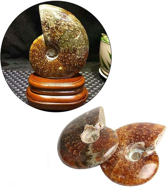 Wixine 2Pcs Natural Iridescent Ammonite Facet Specimen Fossil Madagascar Stone Gem
