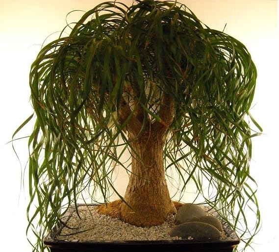 Seeds Ponytail Bottle Palm (Scientific Name: Beaucarnea recurvata) Palmilla Nolina Indoor Perennial Tree