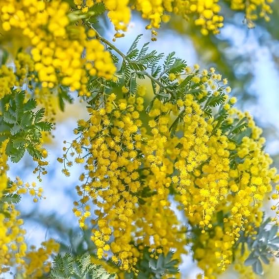 5+ Yellow Mimosa Tree Seeds for Planting,Golden Mimosa Tree Seeds Acacia Type with Fragrant Yellow Flowers, Fast Growing Drought Tolerant Shade Tree