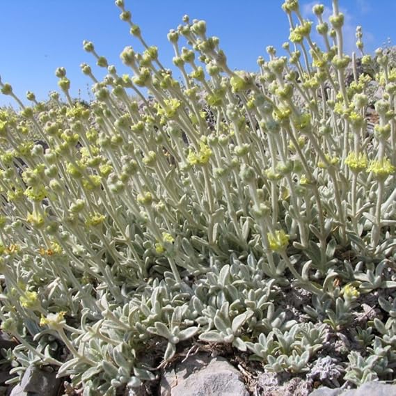 Greek Mountain Tea (Sideritis syriaca) - Packet of 20 Seeds