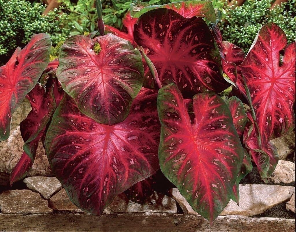 Caladium Red Flash,10 Bulbs Thrives in Heat and Humidity, Elephant Ears