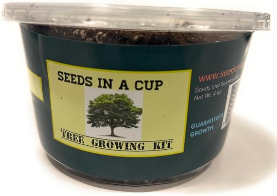 Elm Tree Growing Kit NonGMO Seeds & Easy Indoor Starter