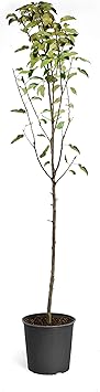 Brighter Blooms - Dorsett Golden Apple Tree, 4-5 ft. - No Shipping to AK, AZ, HI, ID, OR, WA