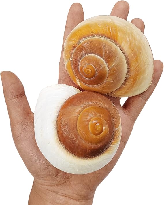 QEQEKAKA 2.7~3.5In Muffin Snail Hermit Crab Shells Natural Seashells 2 PCS