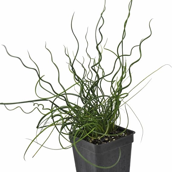 Juncus effusus Spiralis, Corkscrew or Bog Rush, houseplant, Cnt Sz: 3"