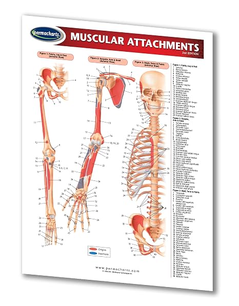Muscular Attachments Guide - Medical Chart - Quick Reference Guide by Permacharts