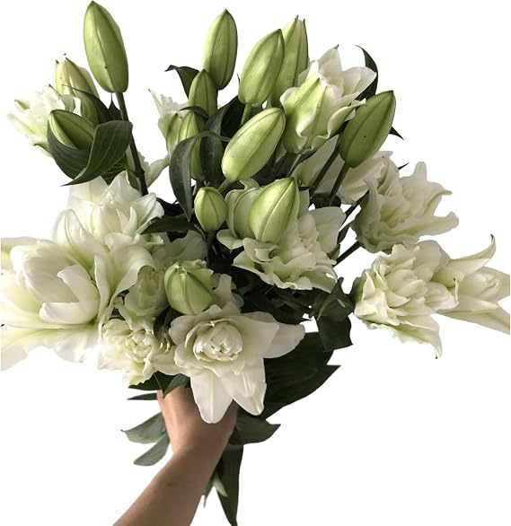 5 stems fresh-cut multi-petal lilies Scented for a long time and good for hydroponic flower arrangements Shipped in fresh bud condition Gifts sympathy, friendship and love