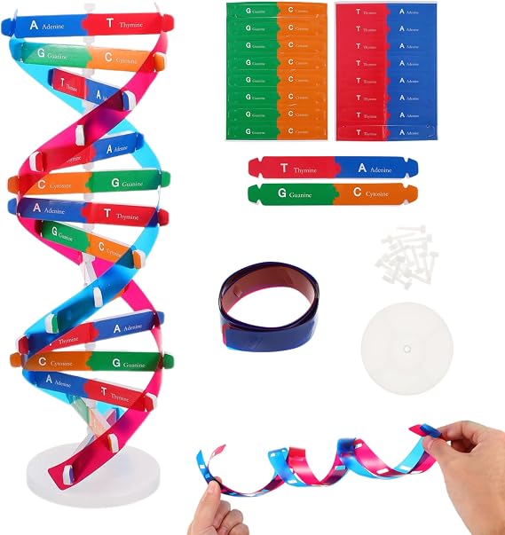 NUOBESTY DNA Model Kit Double Helix Structure Model, 13 in Assembling Biology Teaching Aid with Stand, Color-Coded Base-Pairing A-T G-C, STEM Classroom Science Fair Display for Ages 12+