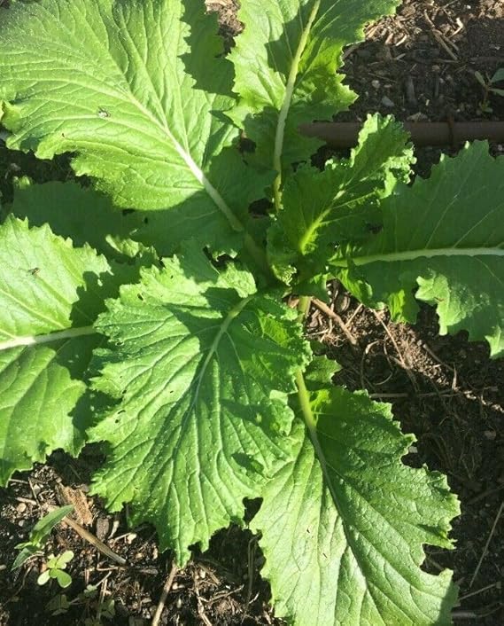 20 Seeds Mustard Green Wave. Spicy Asian Spinach Leaf Salad Vegetable Seeds Easy to Grow