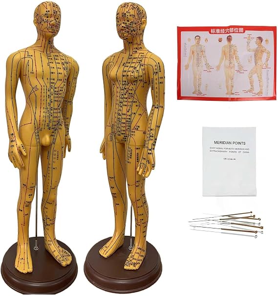 21'' Male and Female 2 Pack Acupuncture Model, Copper Human Acupuncture Point Model with English Version of Acupoint Location Instructions for TCM Acupuncture Training Massage Education