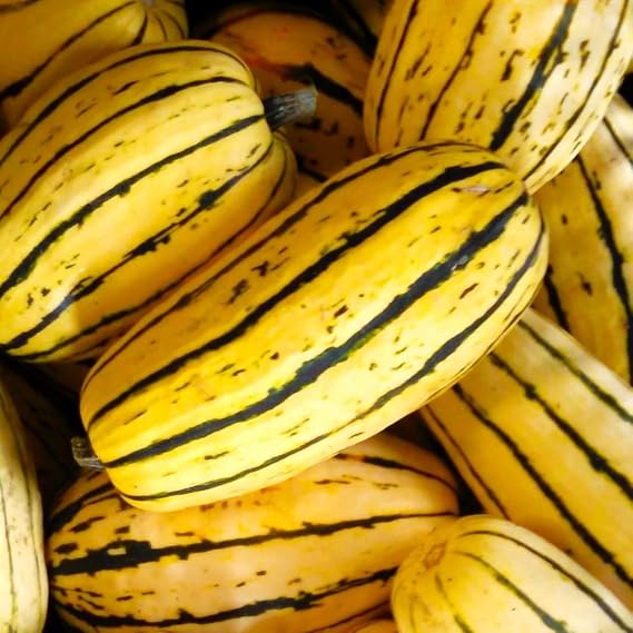 TomorrowSeeds - Delicata Squash Seeds - 30+ Count - for 2026 Planting USA Garden Vegetable Peanut Bohemian Winter Pumpkin Gourd Fall Non-GMO Grow Your Own Home Farm Patio Healthy Sustainable Living