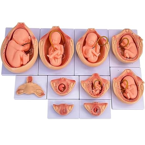 YUPINZHENAI 10-Piece Fetal Development Model Set - Anatomical Pregnancy Embryo Growth Teaching Kit, Durable PVC for Medical Education & Classroom Display 